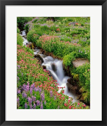 Framed Monkey-Flowers And Lupine Along Elk Cove Creek, Oregon Print