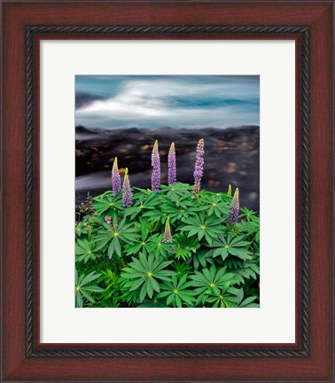 Framed Lupine Next To The Metolius River Print