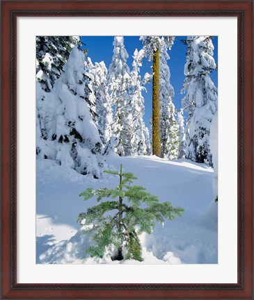 Framed Scenic Of New Snow On Forest, Oregon Print