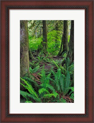 Framed Scenic Forest, Oregon Print