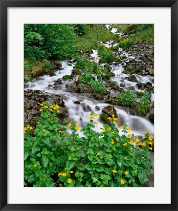 Framed Yellow Monkeyflowers Along Wahkeena Creek, Oregon Print