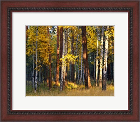 Framed Aspen And Ponderosa Trees In Autumn, Deschutes National Forest Print