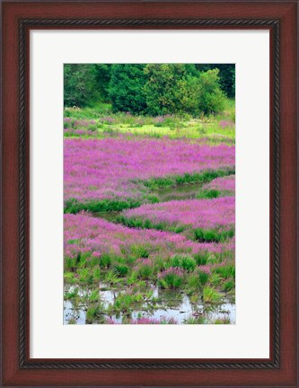 Framed Purple Loosestrife Flowers In A Marsh, Oregon Print