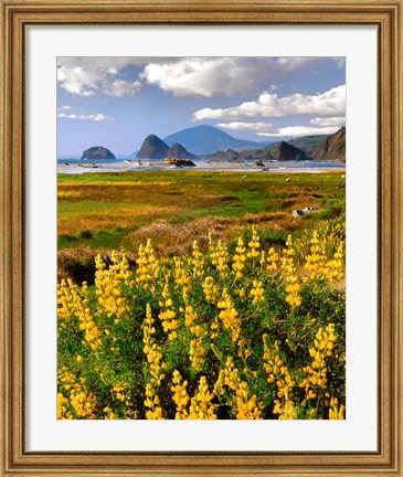 Framed Landscape Of Yellow Lupine, Oregon Print