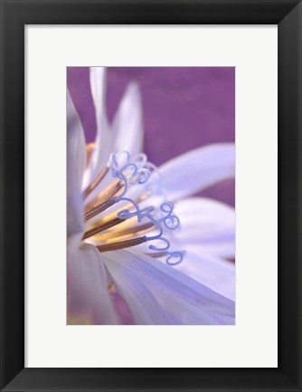 Framed Close-Up Of A Chicory Wildflower Print