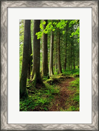 Framed Forest Scenic Trail, Oregon Print