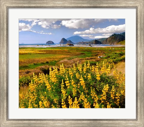 Framed Coastal Landscape With Yellow Lupine, Oregon Print