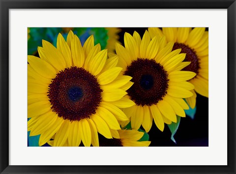 Framed Dune Sunflower Trio Print