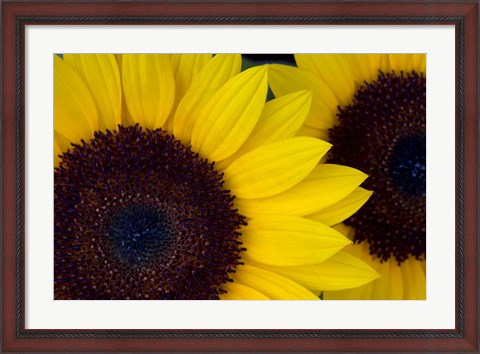 Framed Close-Up Detail Of Dune Sunflowers Print