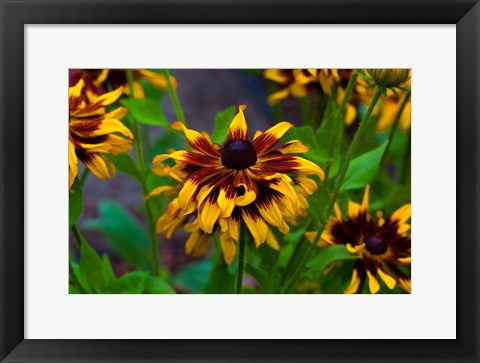 Framed Cherokee Sunset Flowers Print