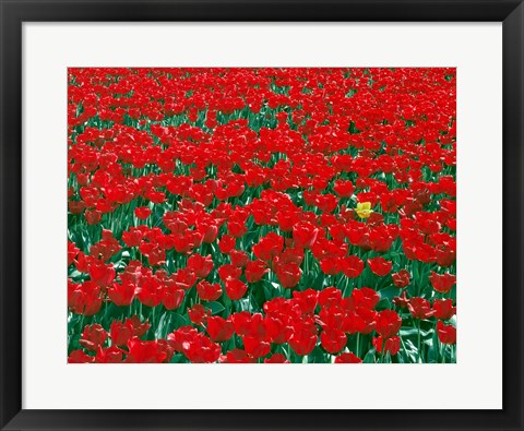 Framed Lone Yellow Tulip Among Field Of Red Tulips, Oregon Print