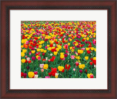 Framed Field Of Bright Tulips In Spring, Oregon Print