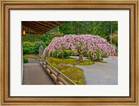 Framed Weeping Cherry Tree, Portland Japanese Garden, Oregon Print