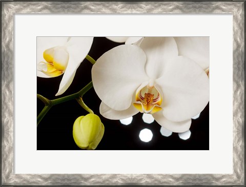 Framed White Hybrid Orchids On Black Print