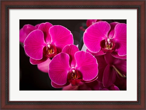 Framed Purple Hybrid Orchids On Black Print
