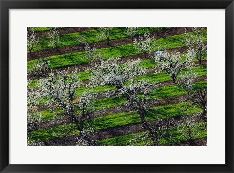 Framed Rows Of Orchard Trees, Oregon Print
