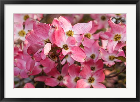 Framed Pink Flowering Dogwood Print