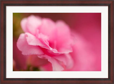 Framed Bright Pink Azalea Print