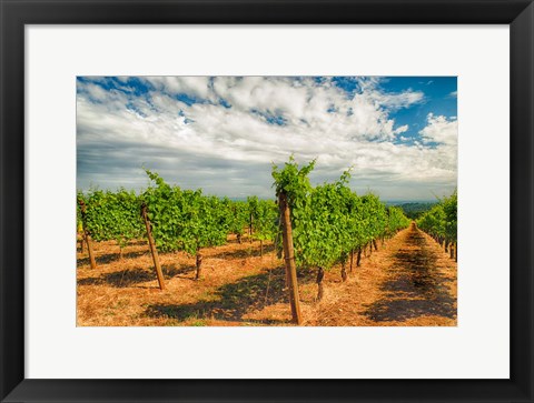 Framed Dundee Hills Vineyard, Oregon Print