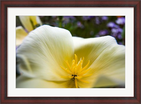 Framed Close-Up Of Poppy In Bloom Print