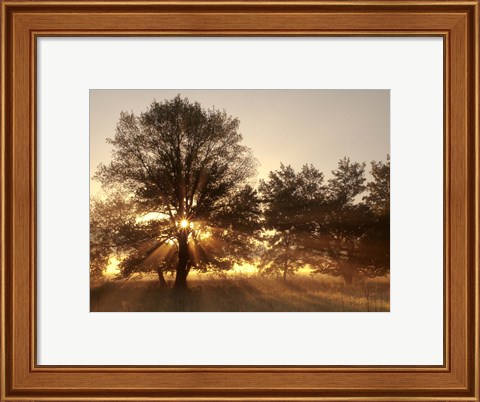 Framed Sunrise Through Fog And Trees At Cades Cove Print