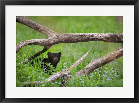 Framed Black Bear Cub Under Branches Print
