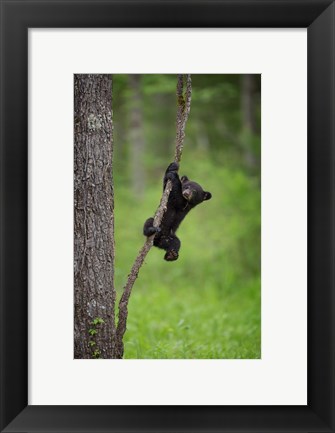 Framed Black Bear Cub Playing On A Tree Limb Print