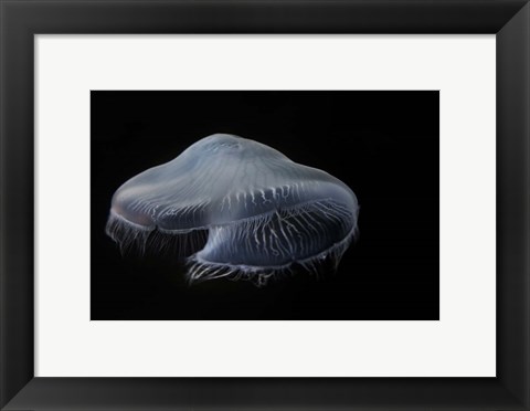 Framed Moon Jellyfish In Aquarium Print