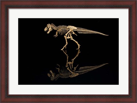 Framed T-Rex Skeleton Replica Reflection Print