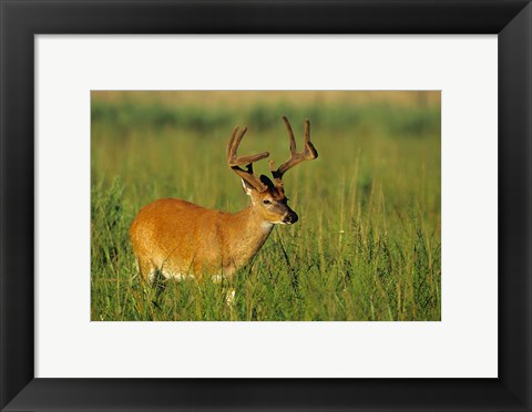 Framed White-Tailed Deer, Tennessee Print