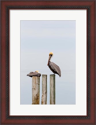 Framed Brown Pelicans Resting On Piling Print