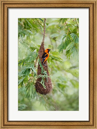 Framed Altamira Oriole At Its Nest Print