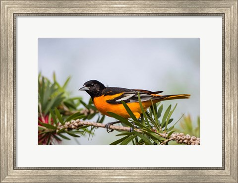 Framed Baltimore Oriole Perched Print
