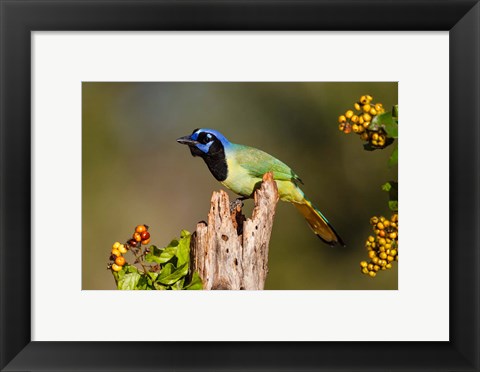 Framed Green Jay Perched Print