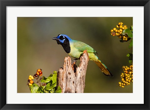 Framed Green Jay Perched Print