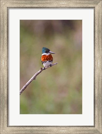 Framed Green Kingfisher On A Hunting Perch Print