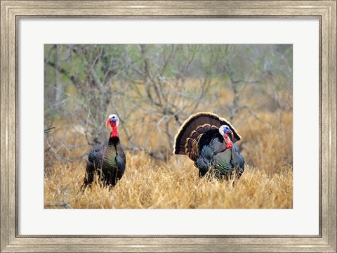 Framed Rio Grande Wild Turkeys Print