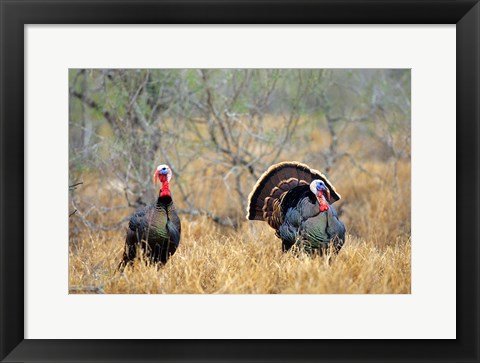 Framed Rio Grande Wild Turkeys Print