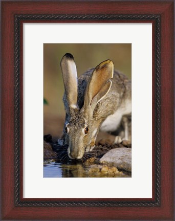 Framed Black-Tailed Jack Rabbit Drinking Print