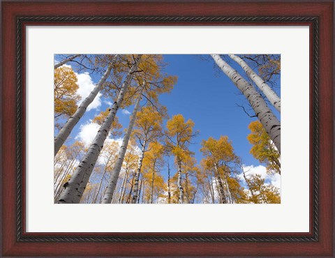 Framed Autumn Aspen Trees In The Fishlake National Forest, Utah Print