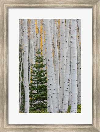 Framed Conifer Tree In An Aspen Forest Print