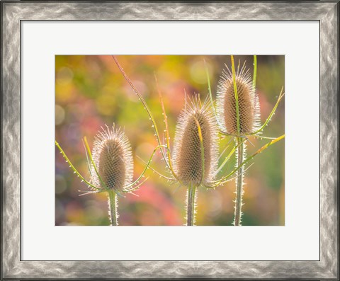 Framed Backlit Teasel Weeds Print