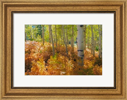 Framed Bracken Ferns And Aspen Trees, Utah Print