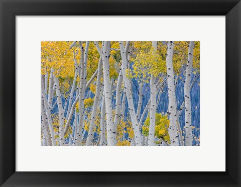 Framed Aspen Trees In Autumn, Utah Print