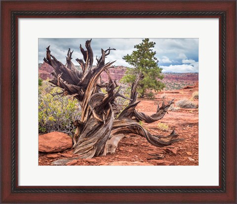 Framed Gnarled Juniper Tree, Utah Print