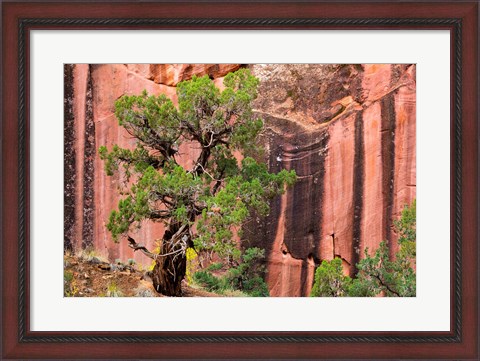 Framed Juniper Tree And A Cliff Streaked With Desert Varnish, Utah Print