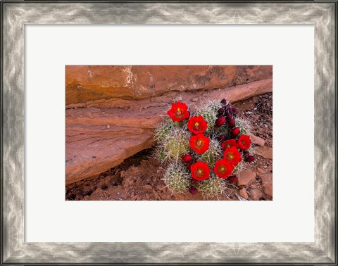 Framed Red Flowers Of A Claret Cup Cactus In Bloom Print