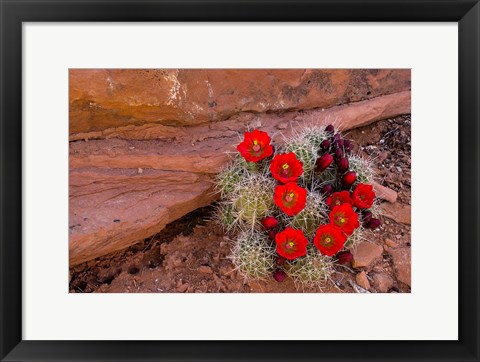 Framed Red Flowers Of A Claret Cup Cactus In Bloom Print