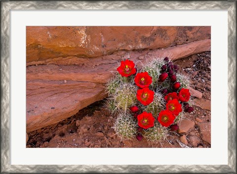 Framed Red Flowers Of A Claret Cup Cactus In Bloom Print