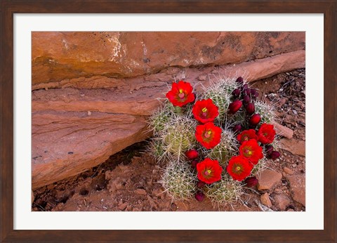 Framed Red Flowers Of A Claret Cup Cactus In Bloom Print